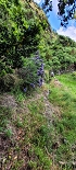 Plants: image 83 Of 208 Thumb